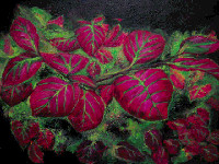 Purple Leaves