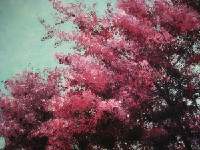 Blossom I