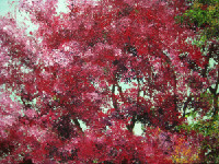 Blossom IV