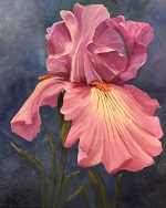 Pink Iris