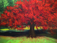 Red Tree