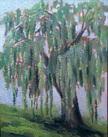 Willow Tree